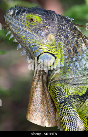 iguana lizards iguanas dewlap subtympanic shield tuberculate scales cold blooded iguanas Stock Photo