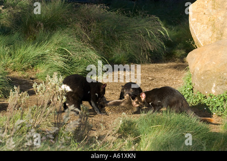 Tasmanian Devils (Sacrophilus harrisii) feeding on Short-beaked Echidna (Tachyglossus aculeatus) Queensland Australia Stock Photo