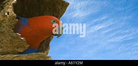 Eclectus Parrot (Eclectus roratus) adult female, perched at the nest entrence, Quensland, Australia Stock Photo