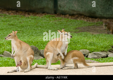 Agile Wallaby (Macropus agilis) nursing mothers, Australia Stock Photo