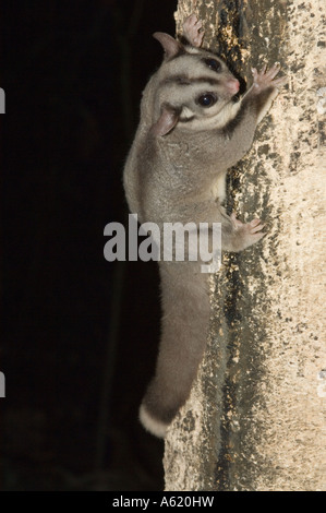 The sugar glider (Petaurus breviceps) [Here as Lesser Flying Phalanger ...