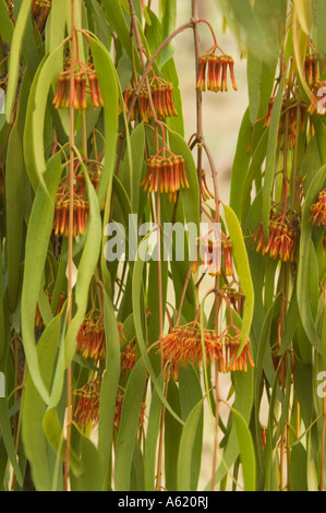 Box mistletoe, Amyema miquelii, growing on tall eucalyptus tree under ...