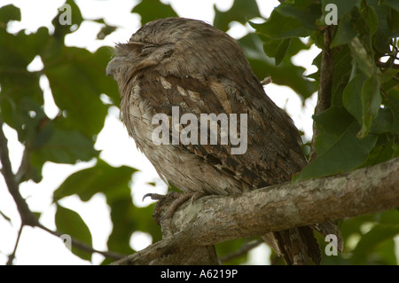 Tawny Frogmouth (Podargus strigoides) adult male, roosting  during daytime, Queensland, Australia Stock Photo