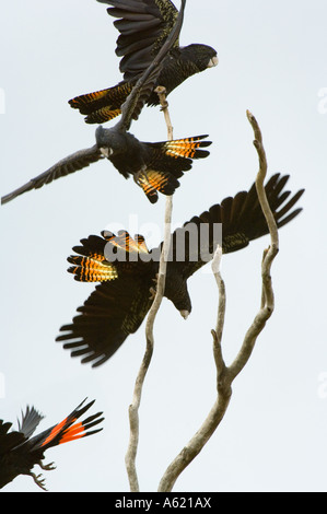 Red-tailed Black Cockatoo (Calyptorhynchus banksii) flock, taking off, Atherton Tablelands, Queensland, Australia Stock Photo