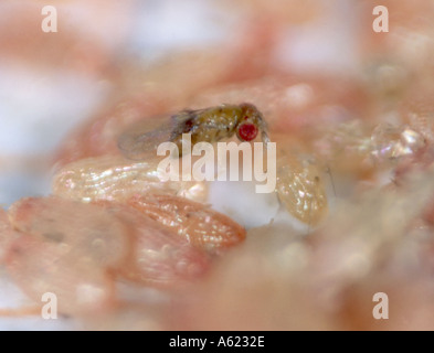 Parasitoid wasp Trichogramma sp with eggs of Angoumois grain moth Sitotroga cerealella Stock Photo