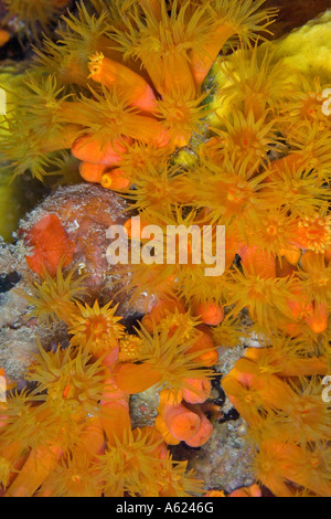 Orange cup corals Stock Photo