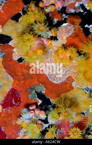 coral reef at night Stock Photo