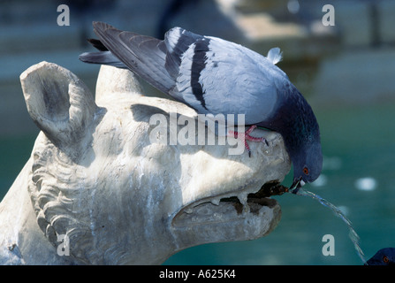 Pigeon drinking water from fountain, Sienna, Italy Stock Photo