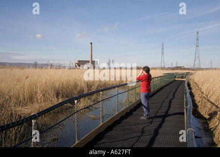 Woman birdwatcher on floating walkway across reed beds Newport Wetlands Wales UK Stock Photo
