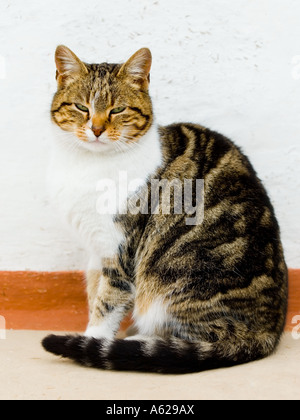 Portrait of domestic cat Stock Photo - Alamy