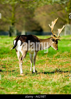 The Fallow Deer (Dama dama)  in Bushy Park Surrey England UK March 2007 Stock Photo