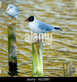 Gulls resting on the posts in Bushy Park Richmond-Upon-Thames Surrey England UK March 2007 Stock Photo
