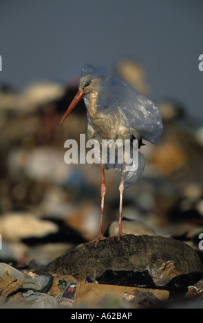 European White Stork (Ciconia ciconia) -Spain - Trapped in a plastic bag in garbage dump in Spain Stock Photo