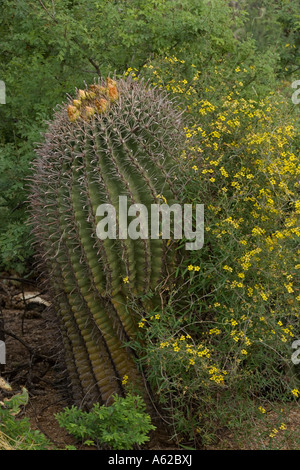 Desert Vine Janusia gracilis with Fishhook Barrel Cactus Ferocactus wislizeni Sonoran Desert Arizona Stock Photo