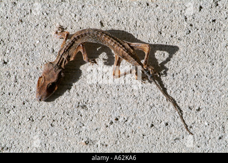 dead dry lizard dried out drying death itchy flakey skin scaly Stock Photo