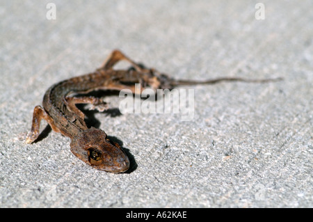 dead dry lizard dried out drying death itchy flakey skin scaly yucky Stock Photo