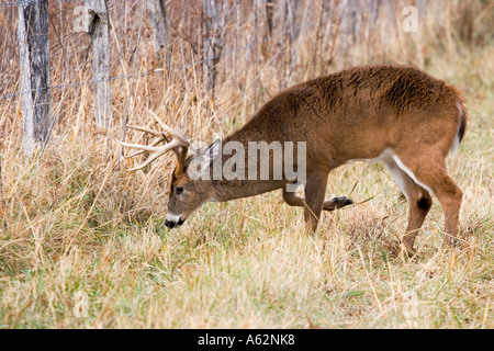 A Whitetail buck making a scrape Stock Photo - Alamy