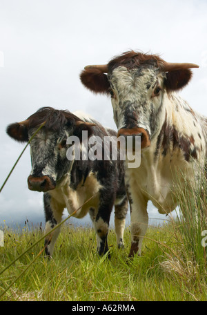 Longhorn cattle at Martin Mere nature reserve used to crop the grass Stock Photo