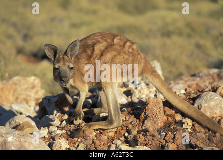 Australia Western Australia Male Euro Macropus robustus