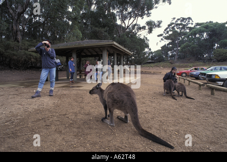 Australia Victoria MR Tourists and kangaroos Macropus sp at Flinders Chase National Park on Kangaroo Island Stock Photo