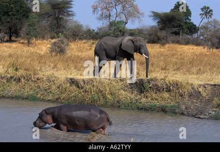 Savanna elephant Loxodonto africana africana and Hippopotamus Hippopotamus amphibius Katavi National Park Tanzania Stock Photo