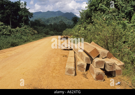 evidence of Illegal loggers cutting rainforest timber harvested from the Malaysian rainforest Stock Photo