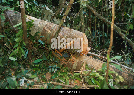 evidence of Illegal loggers cutting rainforest timber harvested from the Malaysian rainforest Stock Photo