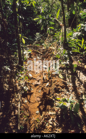 evidence of Illegal loggers cutting rainforest timber harvested from the Malaysian rainforest Stock Photo