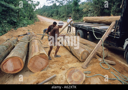 Illegal loggers with rainforest timber harvested from the Malaysian rainforest Stock Photo