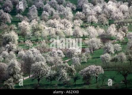 Aerial view of cherry trees in full bloom surrounding a pond with ...