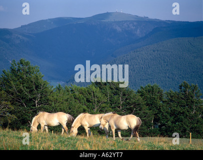Haflinger horses standing in field, Feldberg, Black Forest, Germany