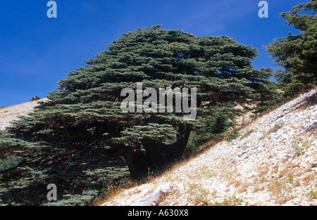 Cedar trees on hill, Al Shouf Cedar Nature Reserve, Chouf, Lebanon Stock Photo