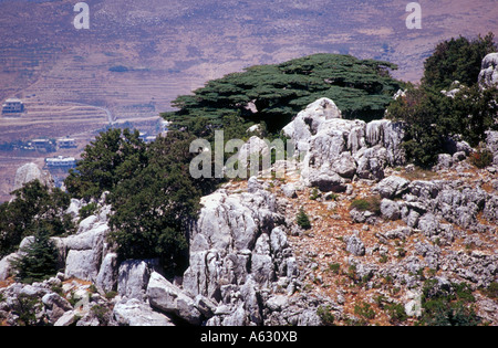 Cedar trees on hill, Al Shouf Cedar Nature Reserve, Chouf, Lebanon Stock Photo