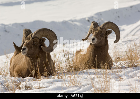 Bighorn Sheep 132 Stock Photo