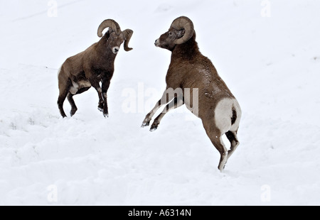 Bighorn Sheep butting heads Stock Photo