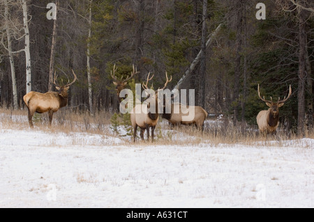 Elk herd, Canada Stock Photo - Alamy