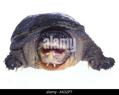Close-up of Narrow-bridged Musk Turtle (Claudius angustatus) on white background Stock Photo