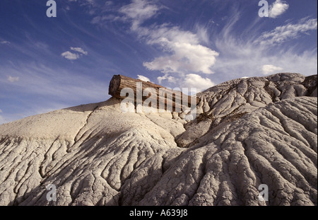 Fossils on landscape, Petrified Forest National Park, Arizona, USA Stock Photo