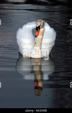 Adult Mute Swan (Cygnus olar) Stock Photo