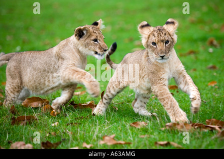 Two lion cubs running around at West Midlands Safari Park in Worcestershire UK Stock Photo