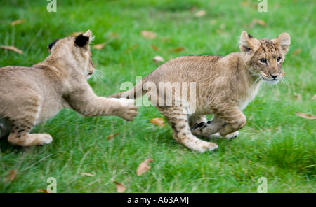 Two lion cubs running around at West Midlands Safari Park in Worcestershire UK Stock Photo