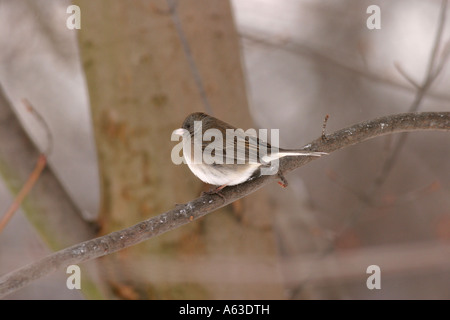 Dark eyed junco sitting on maple branch profile Stock Photo