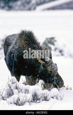 Cow Moose feeding in the snow Stock Photo