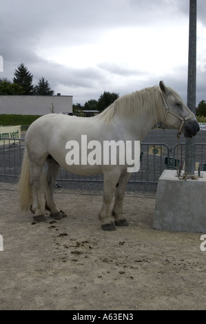 Proud white Percheron stallion Stock Photo