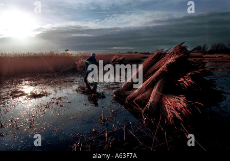 Eric Edwards, Reed Cutting on the Norfolk Broads, Norfolk, England. Stock Photo