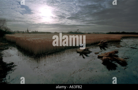 Eric Edwards, Reed Cutting on the Norfolk Broads, Norfolk, England. Stock Photo