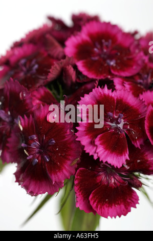 Bunch of sweet william flowers Stock Photo