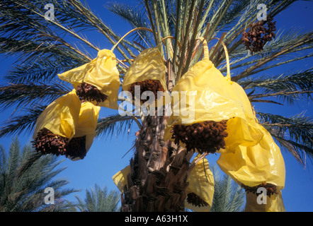 Bunches of dates ripening on a date palm, Douz, Tunisia Stock Photo