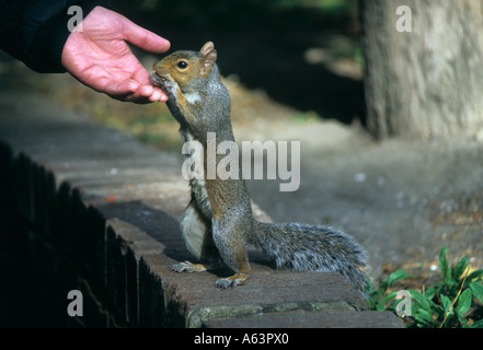 Grey Squirrel Feeding From A Persons Hand Stock Photo