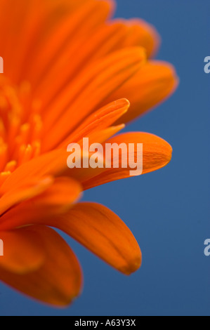 Close Up of an Orange African Gerbera Daisy Stock Photo